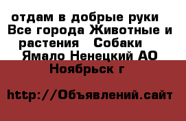 отдам в добрые руки - Все города Животные и растения » Собаки   . Ямало-Ненецкий АО,Ноябрьск г.